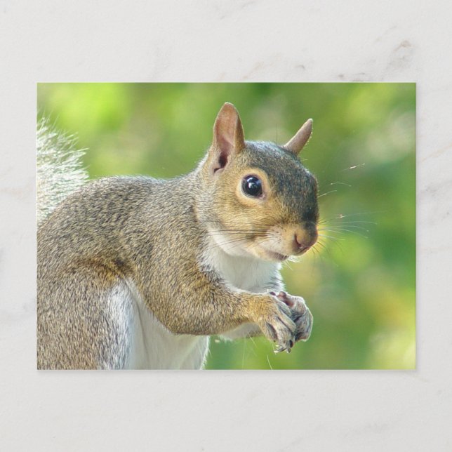 Friendly Little Squirrel Postcard (Front)