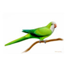 Friendly Quaker Monk Parrot Print