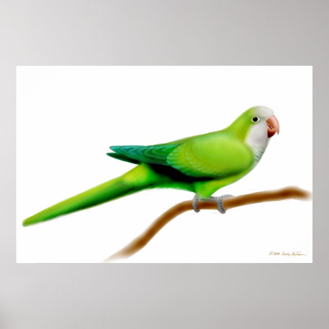 Friendly Quaker Monk Parrot Print (Front)