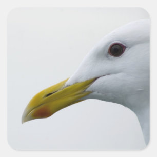 Friendly Seagull? Square Sticker
