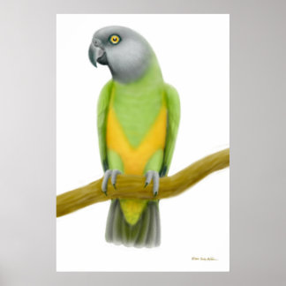 Friendly Senegal Parrot Print
