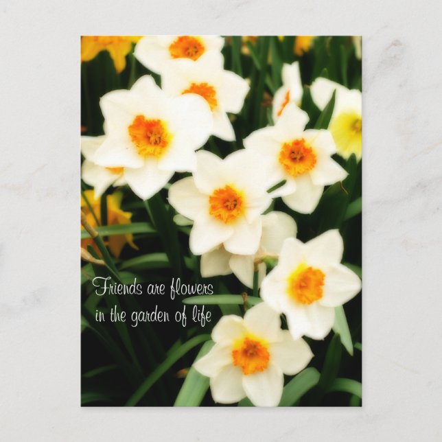 Friends are Flowers Quote Daffodils Postcard (Front)