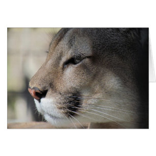 Friends as Great As You - Cougar Card