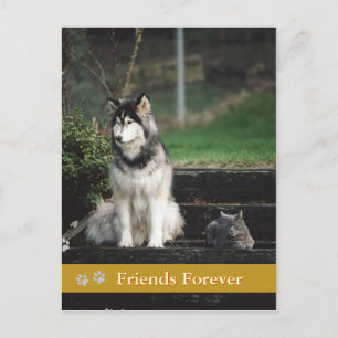 Friends Forever - dog & cat postcard