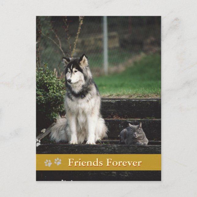 Friends Forever - dog & cat postcard (Front)
