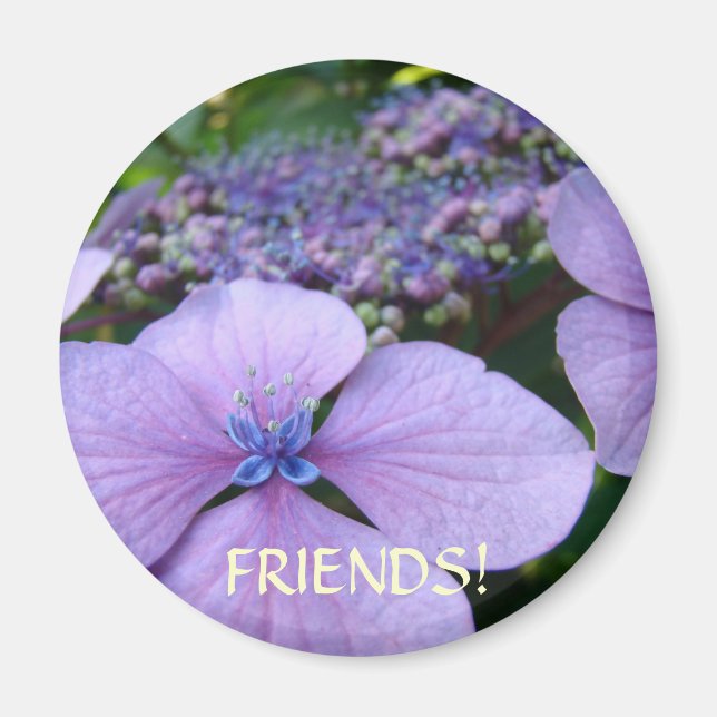 FRIENDS Magnet gifts HYDRANGEA FLOWER MAGNETS (Front)