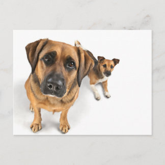 friends postcard