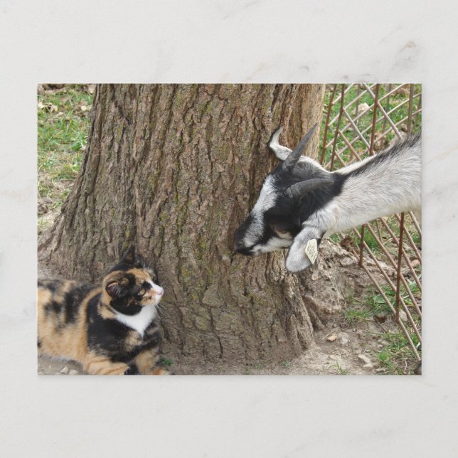 Friends Postcard (Front)