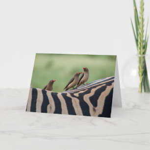 Friends: Zebra and Ox Peckers Card
