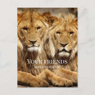 Friendship Lions Get Well Soon Postcard