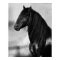 Friesian black stallion horse
