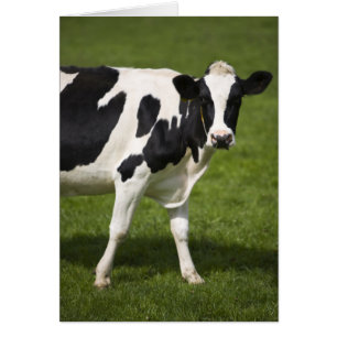 Friesian cow