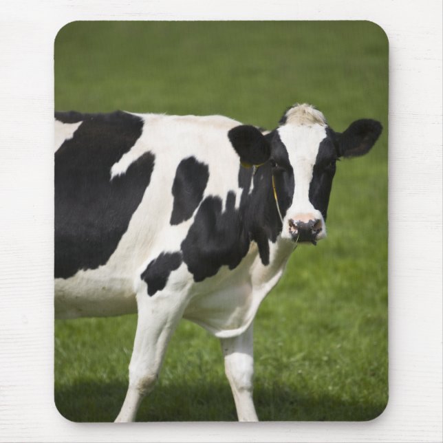 Friesian cow mouse pad (Front)