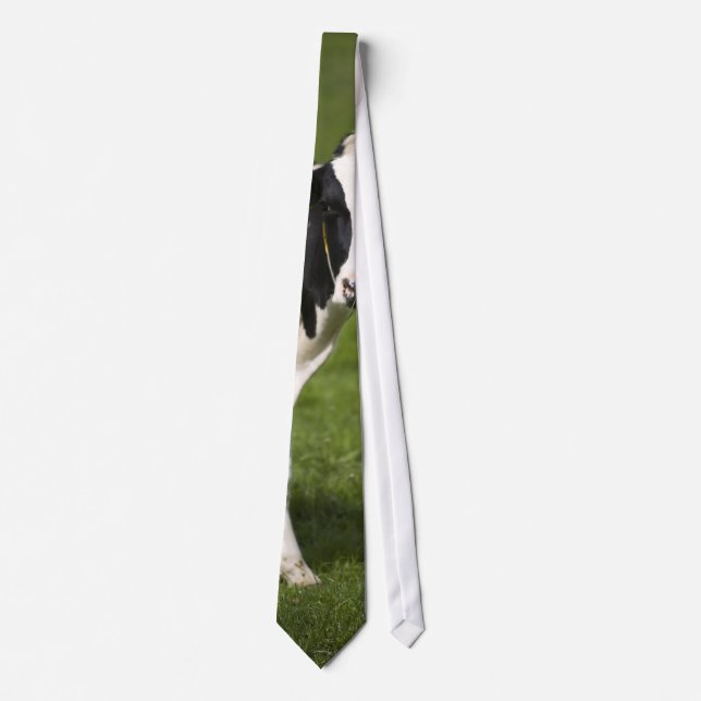 Friesian cow tie (Front)