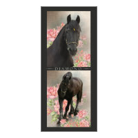 Friesian DIAMOND - Rack / Postcard