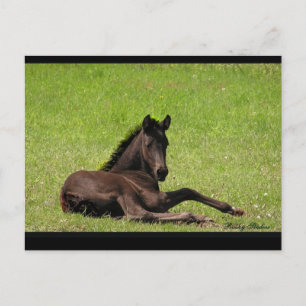 Friesian Foal Postcard