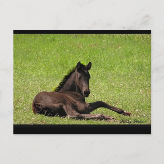 Friesian Foal Postcard (Front)