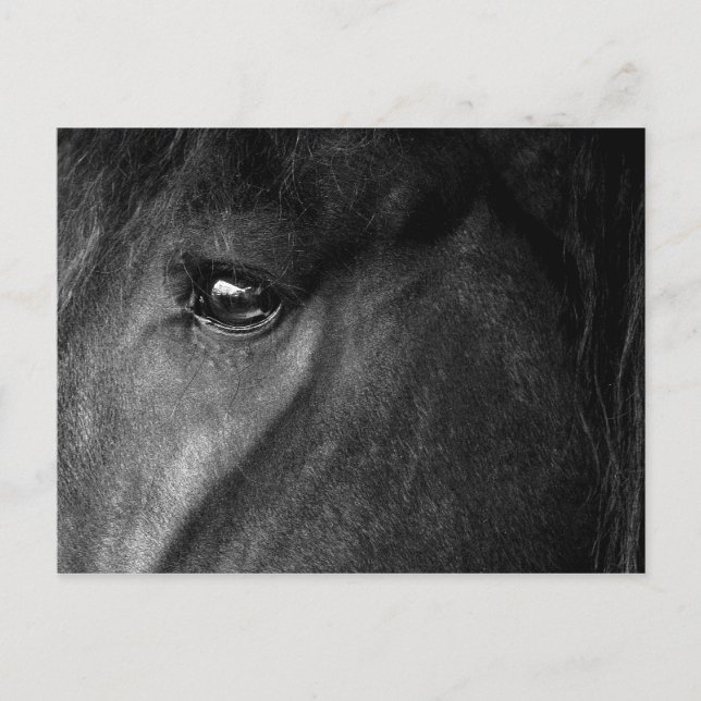 friesian horse eye postcard (Front)