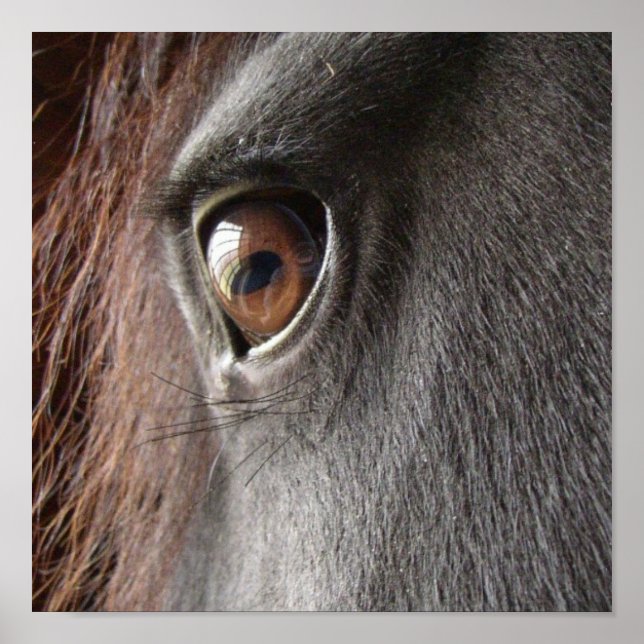 Friesian Horse Eye Poster Print (Front)