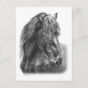 Friesian Horse Portrait Wavy Mane Postcard