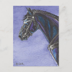 Friesian Horse Postcard