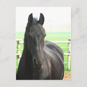 Friesian Horse Postcard