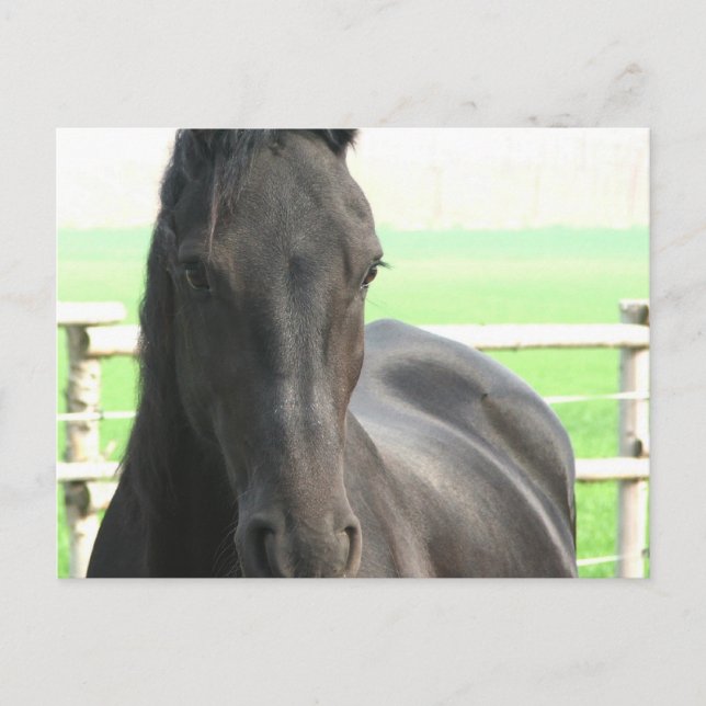 Friesian Horse Postcard (Front)