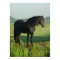 Friesian Horse