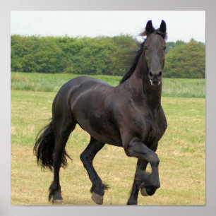 Friesian Horse Poster