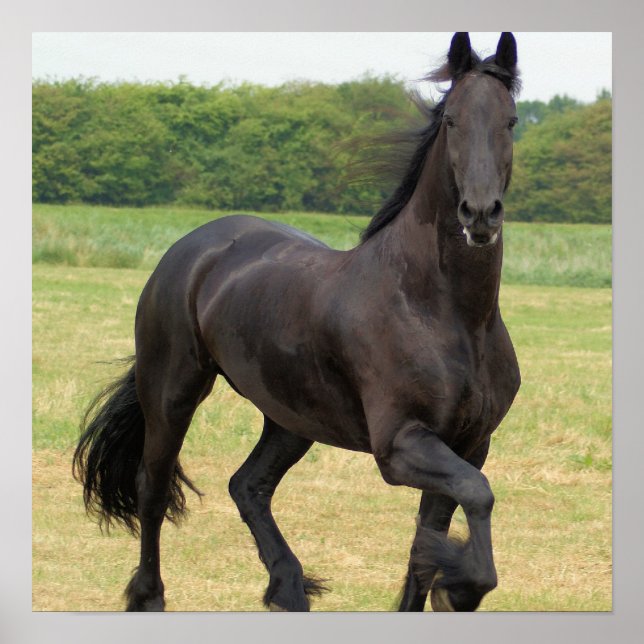 Friesian Horse Poster (Front)