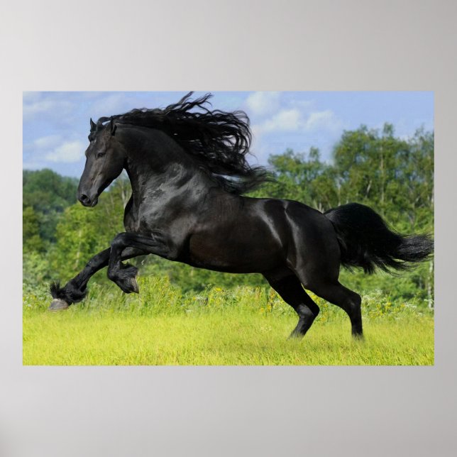 Friesian horse poster (Front)