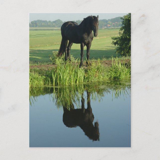 Friesian Horse Reflection in water Postcard (Front)