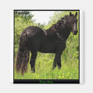 Friesian Magnet