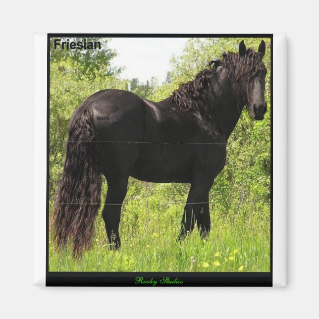 Friesian Magnet (Front)