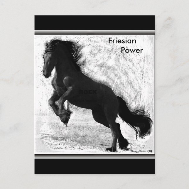 Friesian Power Postcard #3 (Front)