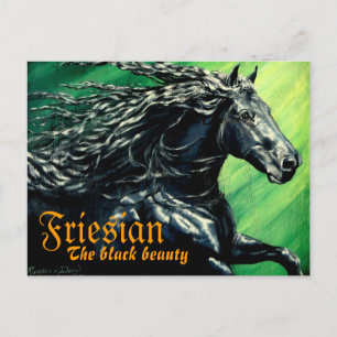 Friesian, The black beuaty, stallion horse Postcard
