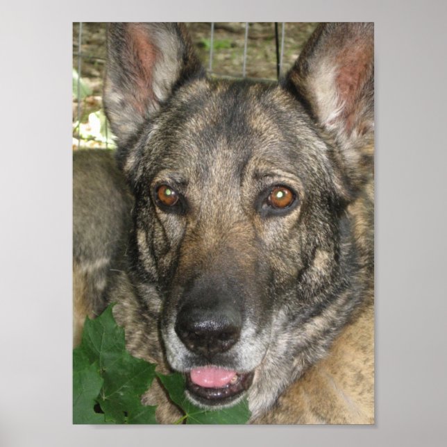 Friga In The Garden Poster (Front)