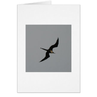 Frigate Bird card