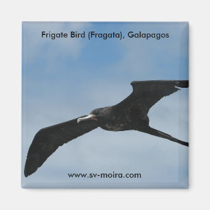 Frigate Bird (Fragata), Galapagos Islands 3 Magnet
