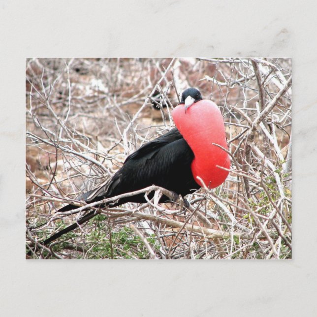 Frigate Bird (Fragata) in Mating Display Galapagos Postcard (Front)