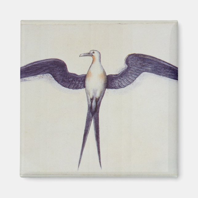 Frigate Bird Magnet (Front)