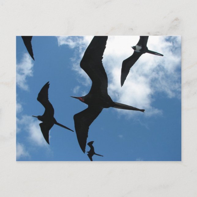Frigate Birds (Fragata), Galapagos Islands 6 Postcard (Front)