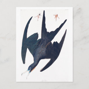 Frigate Penguin Postcard