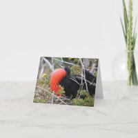 Frigatebird Greeting Card