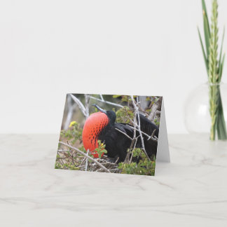 Frigatebird Greeting Card