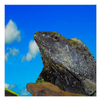 Frill necked Lizard