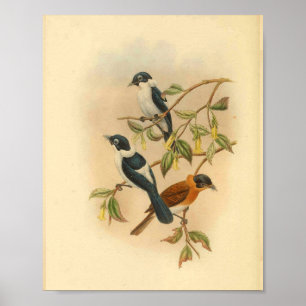 Frilled Neck Brown Flycatcher Bird Vintage Print