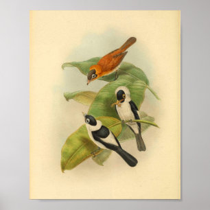 Frilled Neck Brown Flycatcher Bird Vintage Print