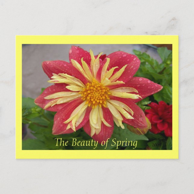 Frilly Dahlia Postcard (Front)