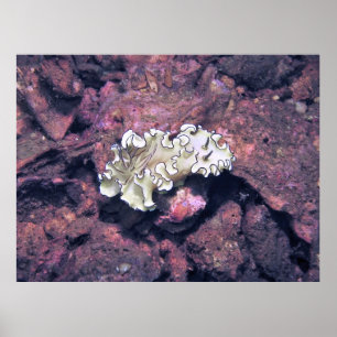 Frilly Nudibranch Poster